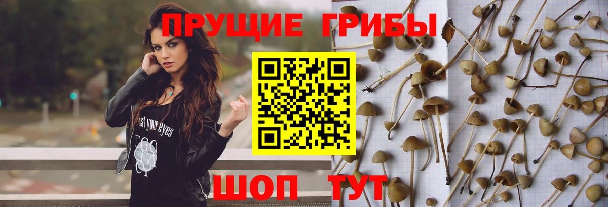 Гулькевичи  Псилоцибиновые грибы Psilocybine cubensis  Вход с VPN 